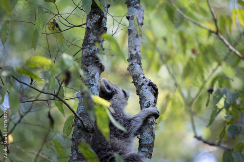 Raccoon Climbing © Brandy McKnight