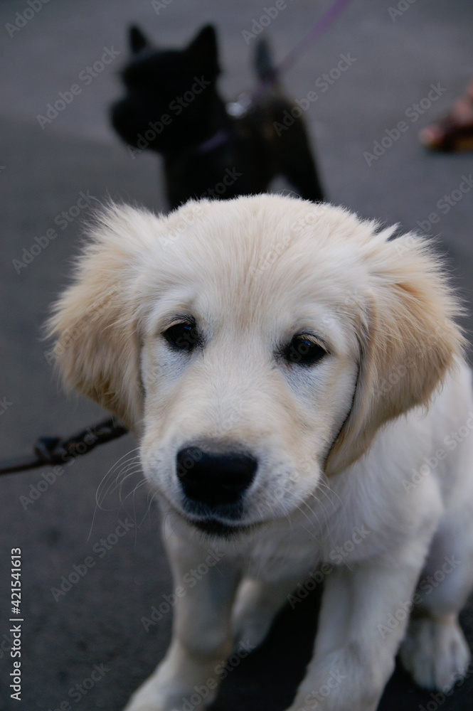 Very cute Golden Retriever puppy looking at camera Very cute Golden Retriever puppy looking at camera