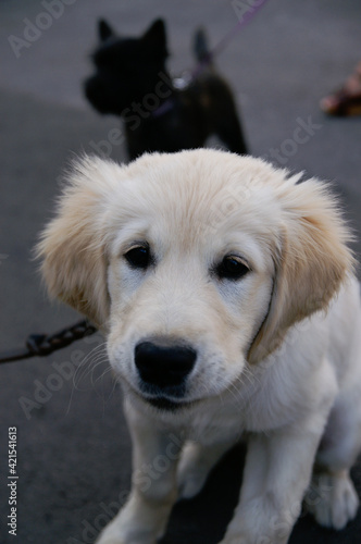 Very cute Golden Retriever puppy looking at camera