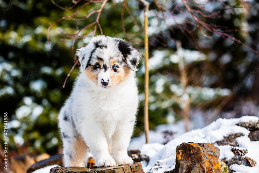 Australian shepherd in fresh snow in the garden.