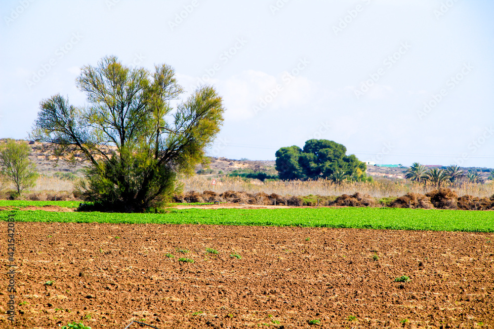 Fields planted with curly parsley in Spain