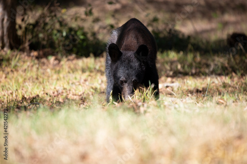 Young Bear Yearling