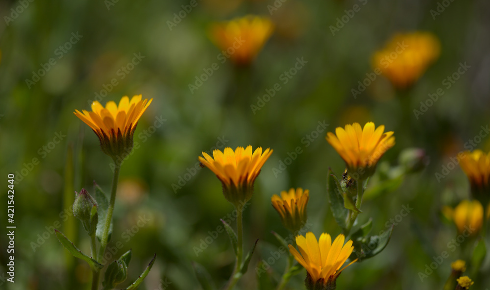 Flora of Gran Canaria - Calendula arvensis, field marigold natural macro floral background Flora of Gran Canaria - Calendula arvensis, field marigold natural macro floral background