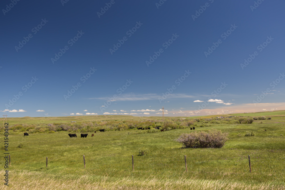 Cows grazing in Montana
