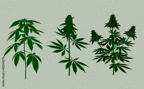 Cannabis marijuana Tree plant vector ready to use and edit for your content design