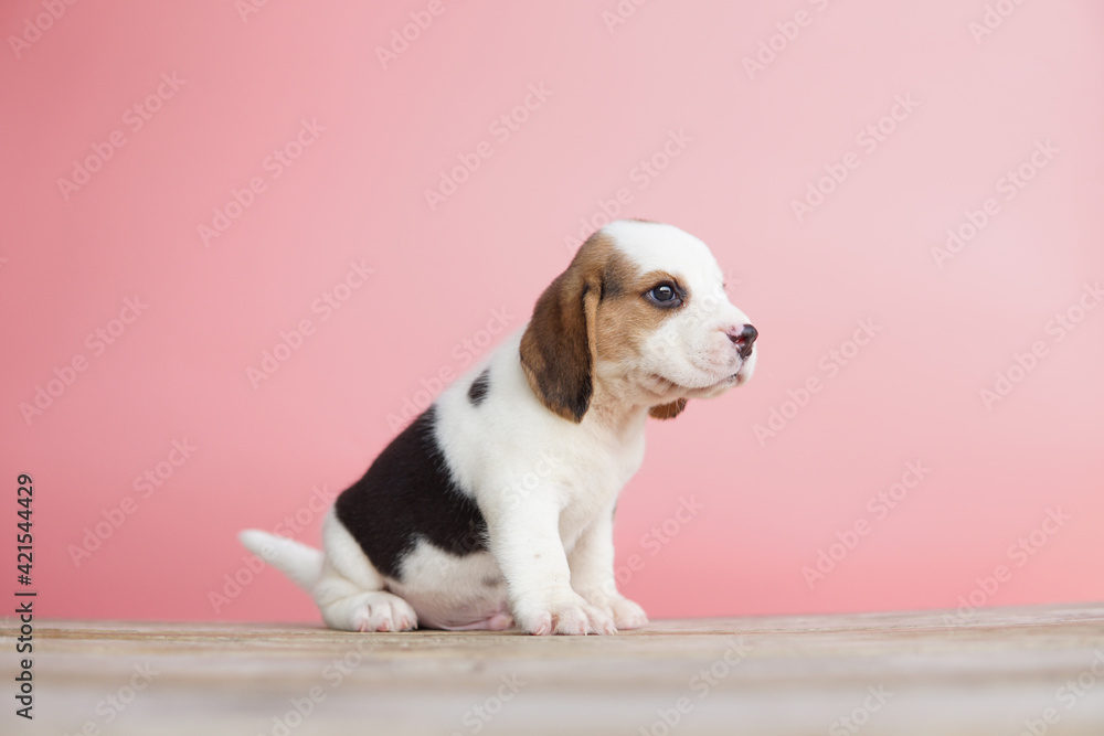 Cute beagle puppy on pink background. Adorable picture have copy space for text.