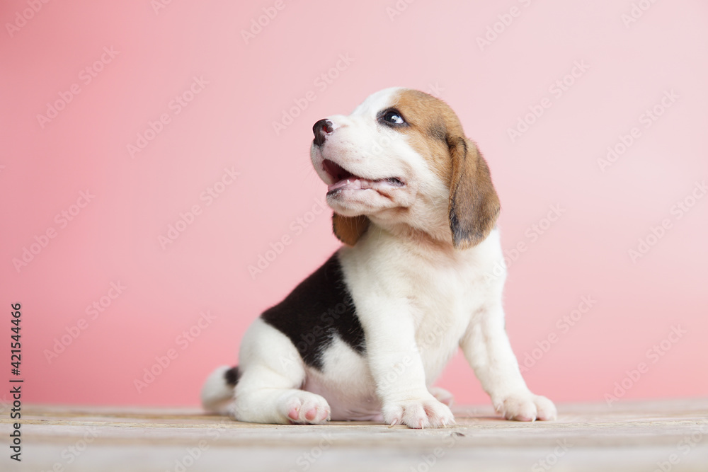 Beagle puppy sitting on wood floors. Dog picture have copy space for text.