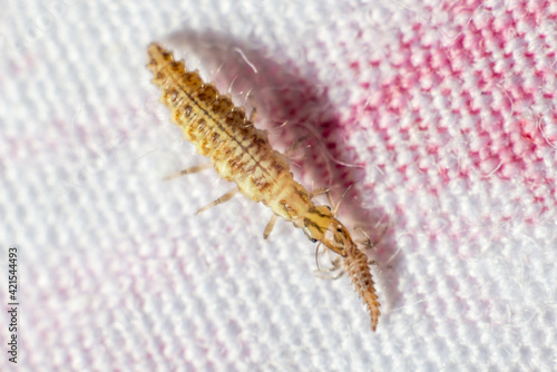 predatory millipede eats insect macro series canibalism