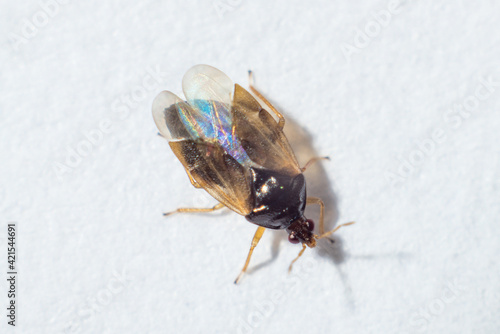 beautiful little beetle on a white macro background © gluk_nfl
