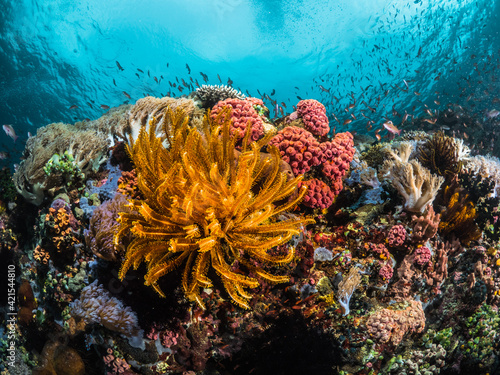 Wallpaper Mural Korallenriff Torontodigital.ca