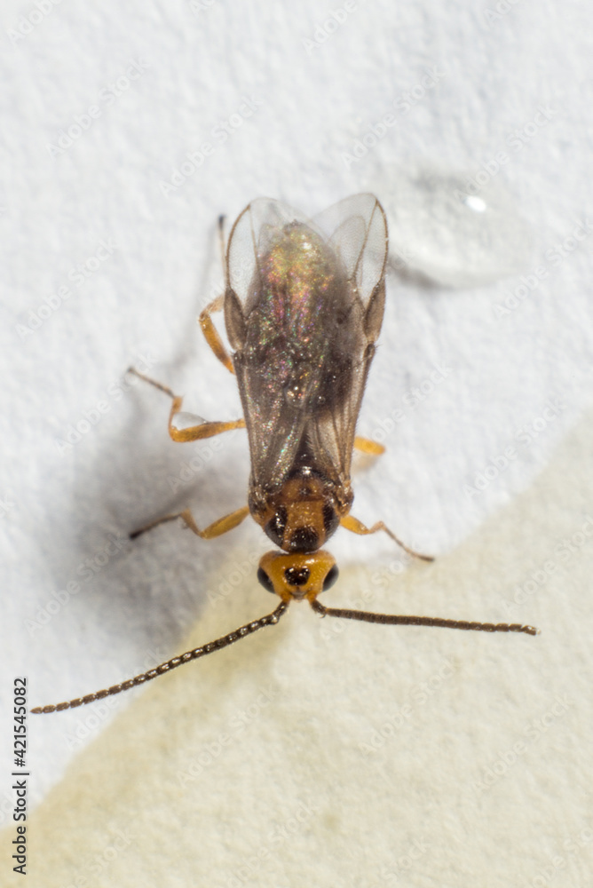 Obraz premium fly drinks on a bright background macro