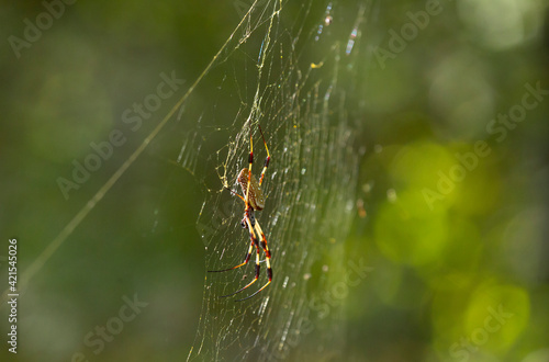 Golden Orb Weaver Spider