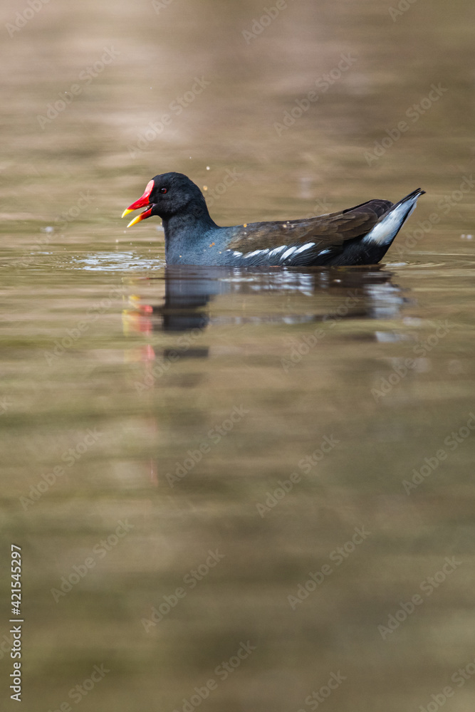 Common Moorhen, Gallinula chloropus, waterhen, swamp chicken Common Moorhen, Gallinula chloropus, waterhen, swamp chicken
