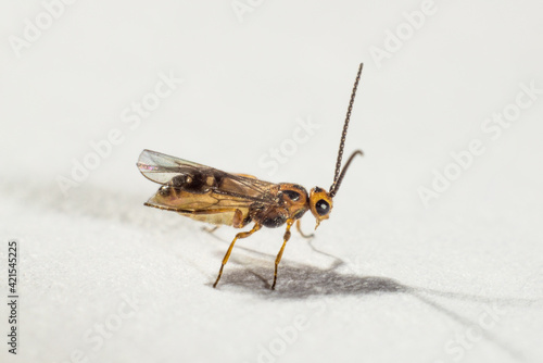 small fly on a bright macro background