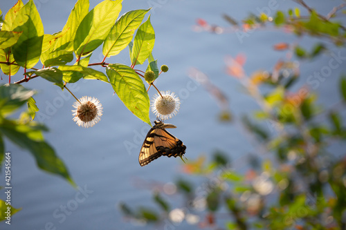 Eastern tiger swallowtail butterfly feeding on white buttonbush flowers in a summer garden