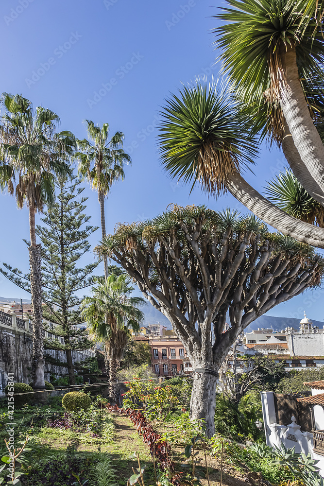 Fototapeta premium Dragon Tree La Orotava. Legend relate that on dying dragons changed into dragon trees, the most known tree in the Canary Islands. La Orotava, Tenerife, Canary Islands, Spain.