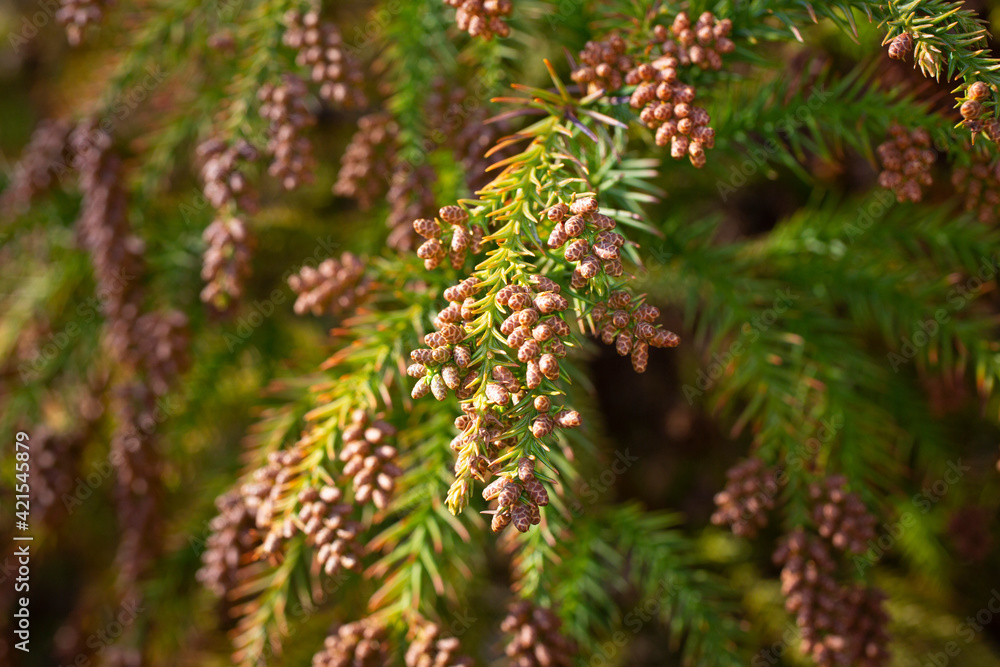 Thuja occidentalis is an evergreen coniferous tree, in the cypress family Cupressaceae. Blossom, spring in the forest Thuja occidentalis is an evergreen coniferous tree, in the cypress family Cupressaceae. Blossom, spring in the forest