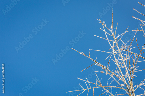 Willow oak branches covered in ice against blue sky with copy space © Charise
