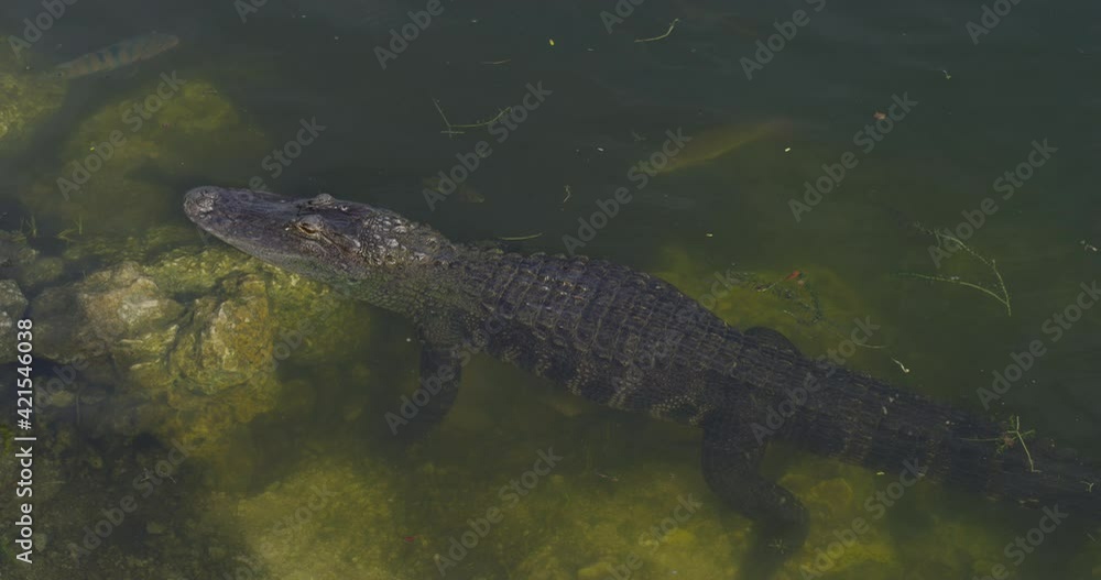 A huge crocodile swiming in a pond with fishes in a sunny day A huge crocodile swiming in a pond with fishes in a sunny day