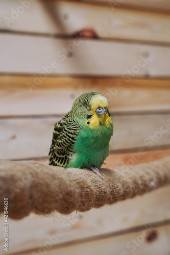 The budgerigar parrot is puffed up and sits on a rope.