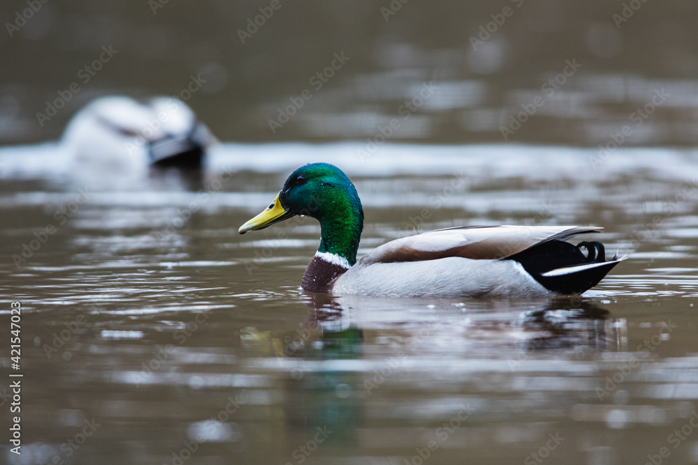 Fototapeta premium Mallard Duck, Mallard, Anas platyrhynchos