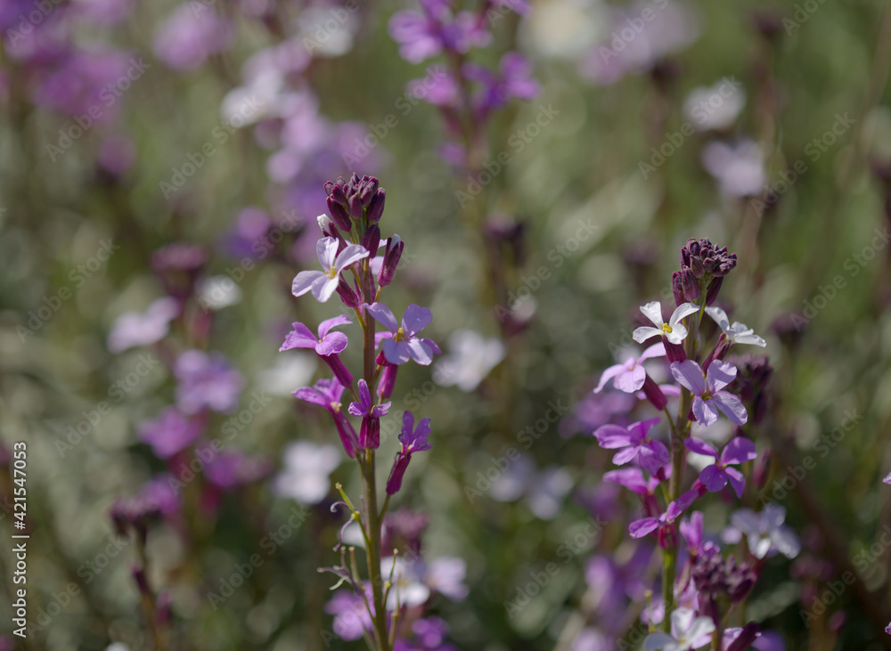 Flora of Gran Canaria - lilac flowers of crucifer plant Erysimum albescens, endemic to the island natural macro floral background
Flora of Gran Canaria - lilac flowers of crucifer plant Erysimum albescens, endemic to the island natural macro floral background