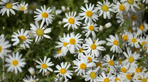 Flora of Gran Canaria -  Argyranthemum  marguerite daisy endemic to the Canary Islands