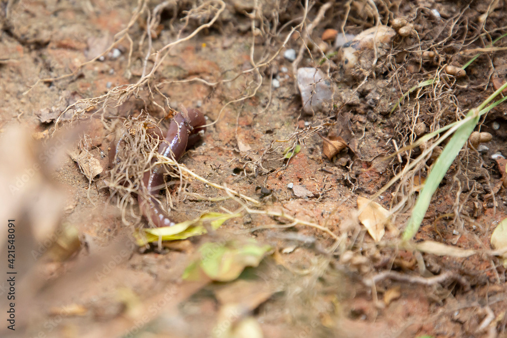 Earthworm Digging In Mud