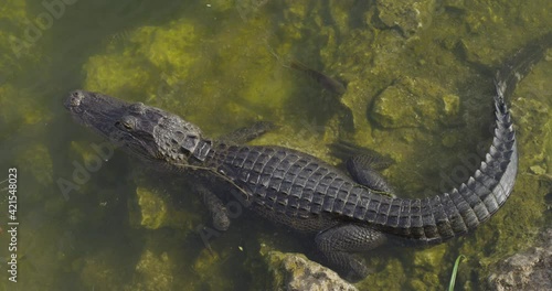A huge crocodile swiming in a pond with fishes in a sunny day