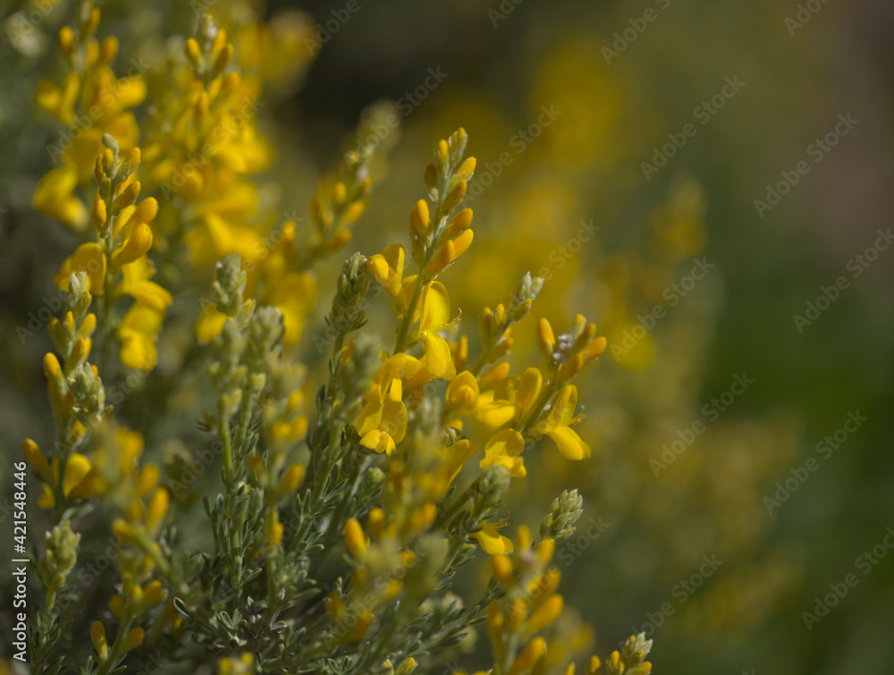 Flora of Gran Canaria -  bright yellow flowers of Teline microphylla, broom species endemic to the island, natural macro floral background
