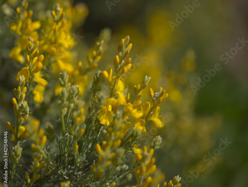 Flora of Gran Canaria - bright yellow flowers of Teline microphylla, broom species endemic to the island, natural macro floral background 