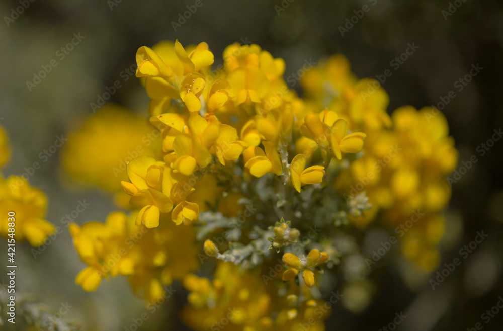 Flora of Gran Canaria - bright yellow flowers of Teline microphylla, broom species endemic to the island, natural macro floral background
Flora of Gran Canaria - bright yellow flowers of Teline microphylla, broom species endemic to the island, natural macro floral background
