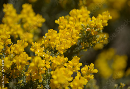 Flora of Gran Canaria -  bright yellow flowers of Teline microphylla  broom species endemic to the island  natural macro floral background 