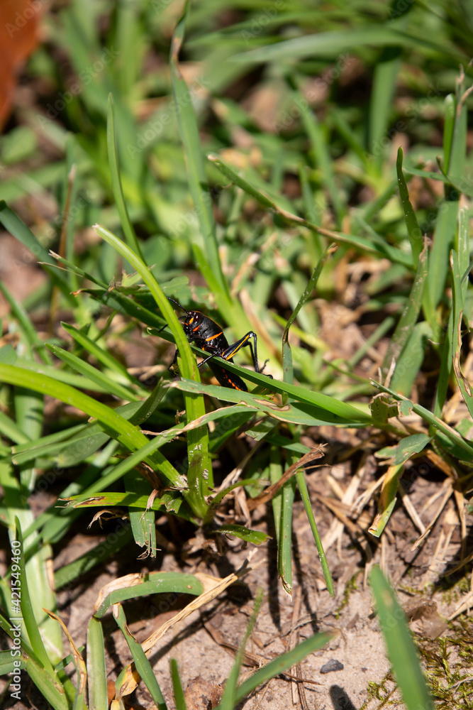 Southeastern Lubber Grasshopper Southeastern Lubber Grasshopper