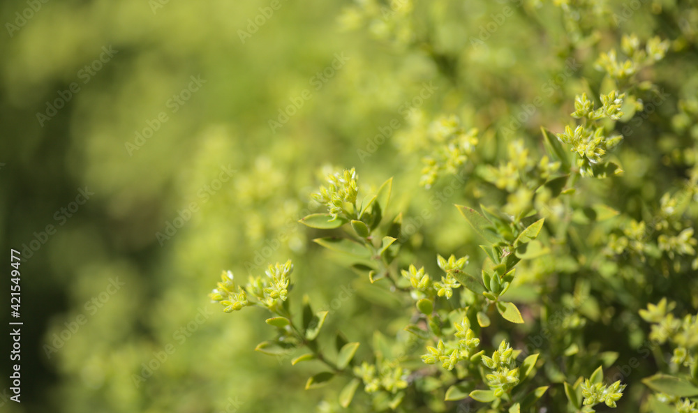 Flora of Gran Canaria - Paronychia canariensis, Canary chickweed natural macro floral background
Flora of Gran Canaria - Paronychia canariensis, Canary chickweed natural macro floral background