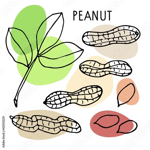 Peanut set. Hand drawn vector nut, nut kernels, peanut text. Sketch with colored spots. Organic, fresh cooking, healthy diet ingredient. Peanut set. For label template, packaging, farm market emblem