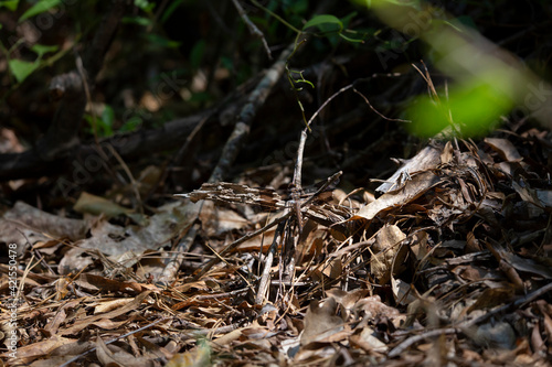 Common Whitetail Dragonfly