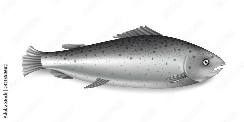 Obraz premium Salmon fish. Raw grey animal with eye, mouth, body, fins, tail vector illustration. Fresh seafood from sea, lake, river or ocean isolated on white background. Nature marine life