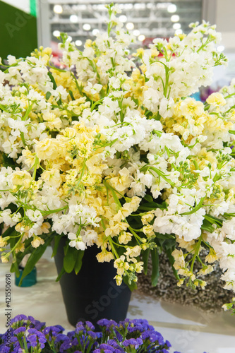 large bouquet of white matthiola in a pot is sold in a flower shop. White delicate flowers - floral background