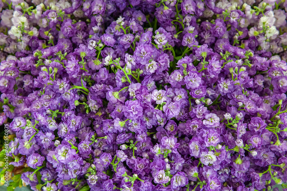 Large bouquet of matthiola close-up. Lilac delicate flowers - floral background Large bouquet of matthiola close-up. Lilac delicate flowers - floral background