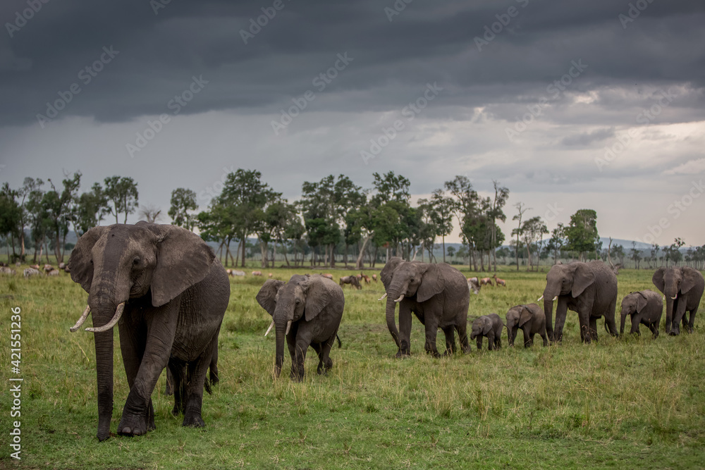 A herd of elephants walking in the Maasai Mara National Reserve, Kenya A herd of elephants walking in the Maasai Mara National Reserve, Kenya