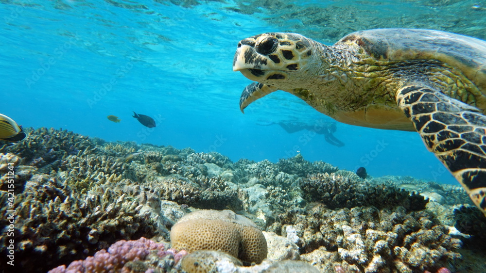 Obraz premium Sea turtles . Great Reef Turtle .Bissa.