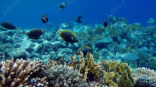 Fototapeta Naklejka Na Ścianę i Meble -  Butterfly fish on the Red Sea reef. 