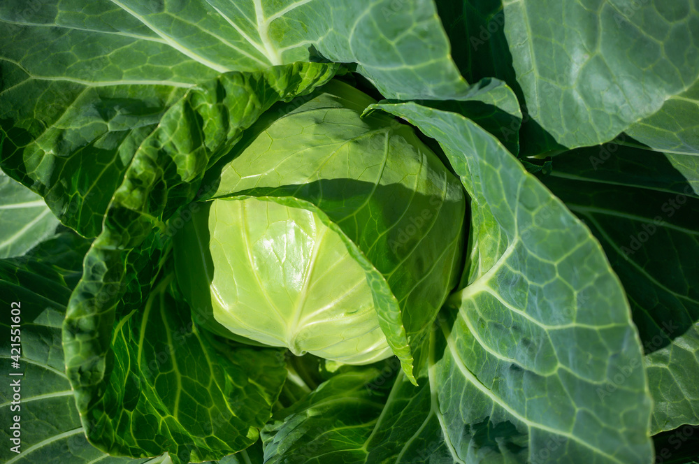Fototapeta premium large head of cabbage on a high bed in the garden. The perfect eco-crop on a farm bed
