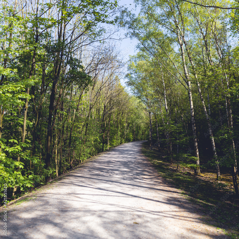 Naklejka premium trees in spring at Halde Beckstraße