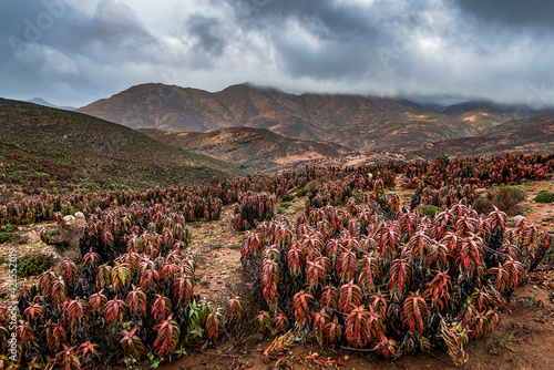 A rare species of aloe, aloe pearsonii in the rain, Helzberg pass, Richtersveld Transfrontier National Park