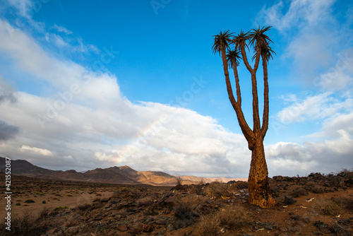 A rainbow appearing in the Richtersveld landscape between Helsberg pass and Kokerboomkloof with a Bastard Quiver tree (Aloe pillansii) in the foreground photo