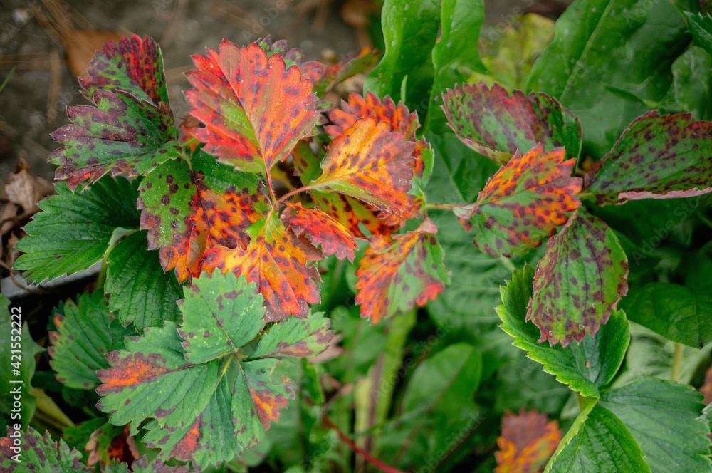 Sick strawberry bushes. Fungal diseases of strawberry leaves. Rust, brown leaf spot, Verticillium wilt Sick strawberry bushes. Fungal diseases of strawberry leaves. Rust, brown leaf spot, Verticillium wilt