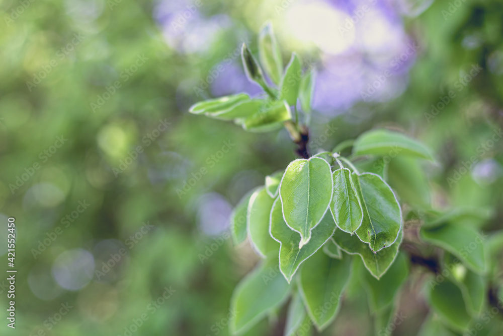 Obraz premium young green leaves on a tree at Halde Beckstraße