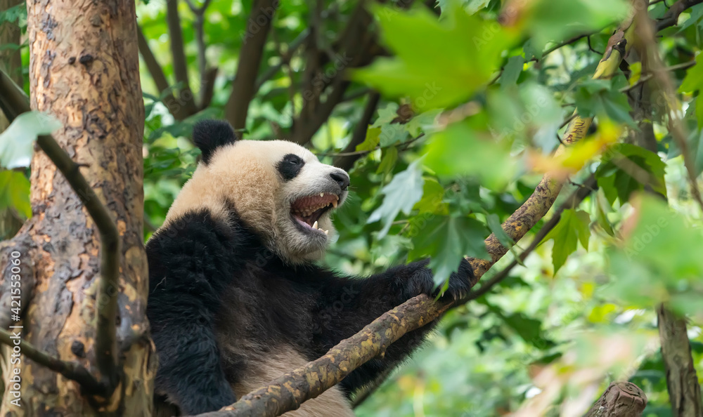 Fototapeta premium Giant panda over the tree.